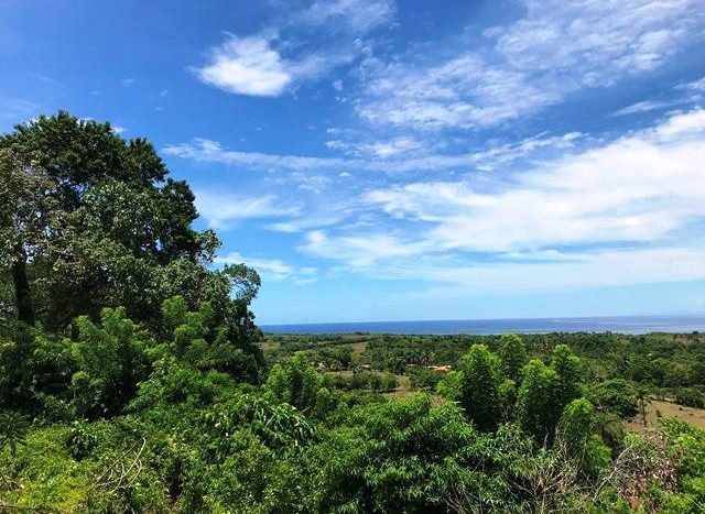 The Blue Sky & Forest