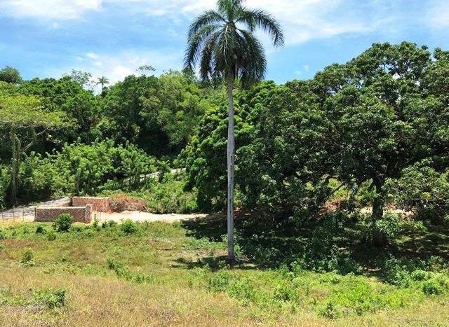 Palm Tree in the Forest