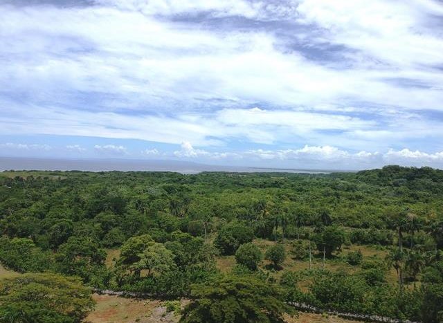 Green Forest scene