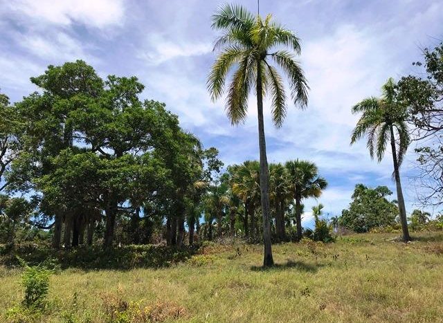 Palm Tree in the middle of Forest