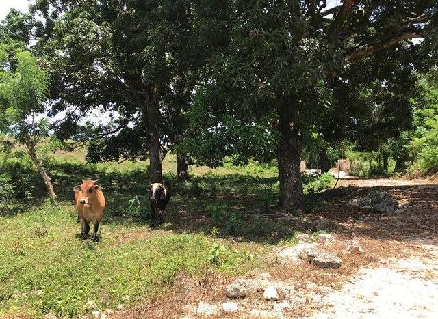 Cow in the Forest