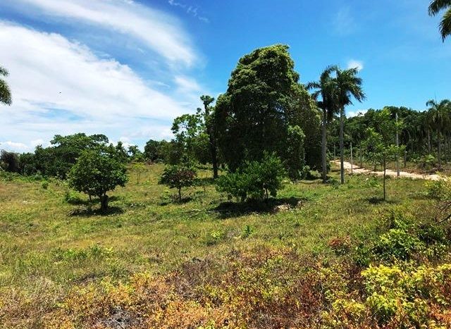 Trees in the forest