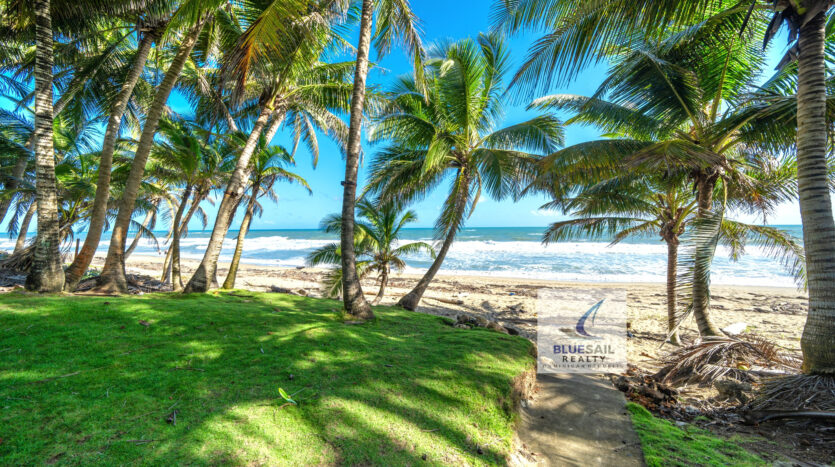 Palm trees and ocean